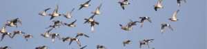 Birds on the wing