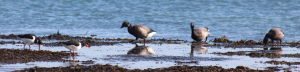 Brent geese and oystercatchers on the Solent shoreline