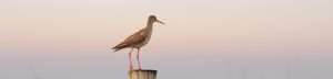 A redshank at dawn