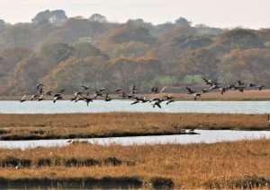 Brent geese flying above the saltmarsh of the Solent