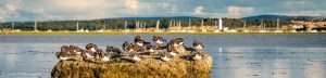 Turnstones gathering by Jonathan Corbett Photography (copyright), overall winner of the Bird Aware Solent photography competition